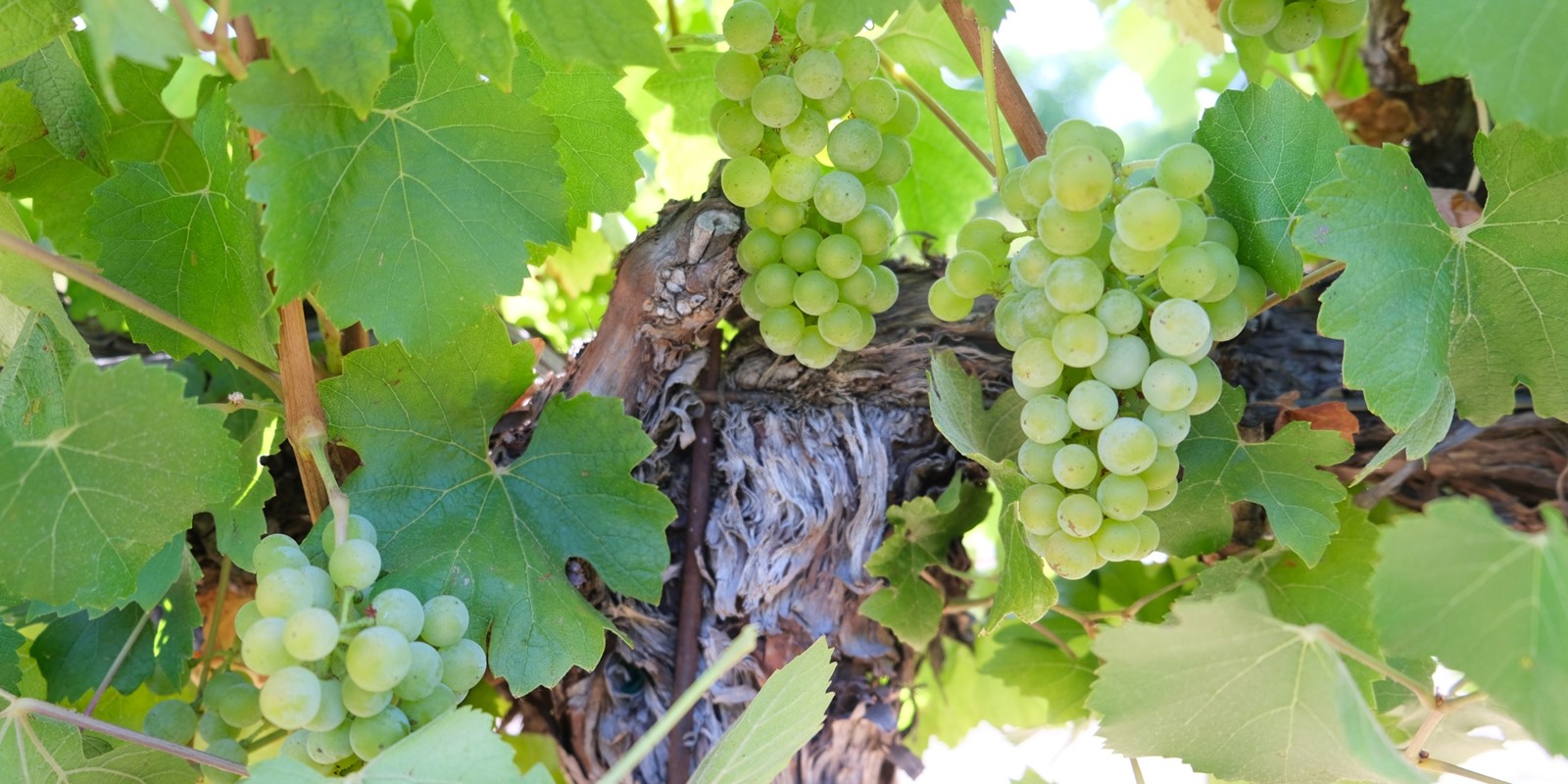 Hafner Vineyard Grapes