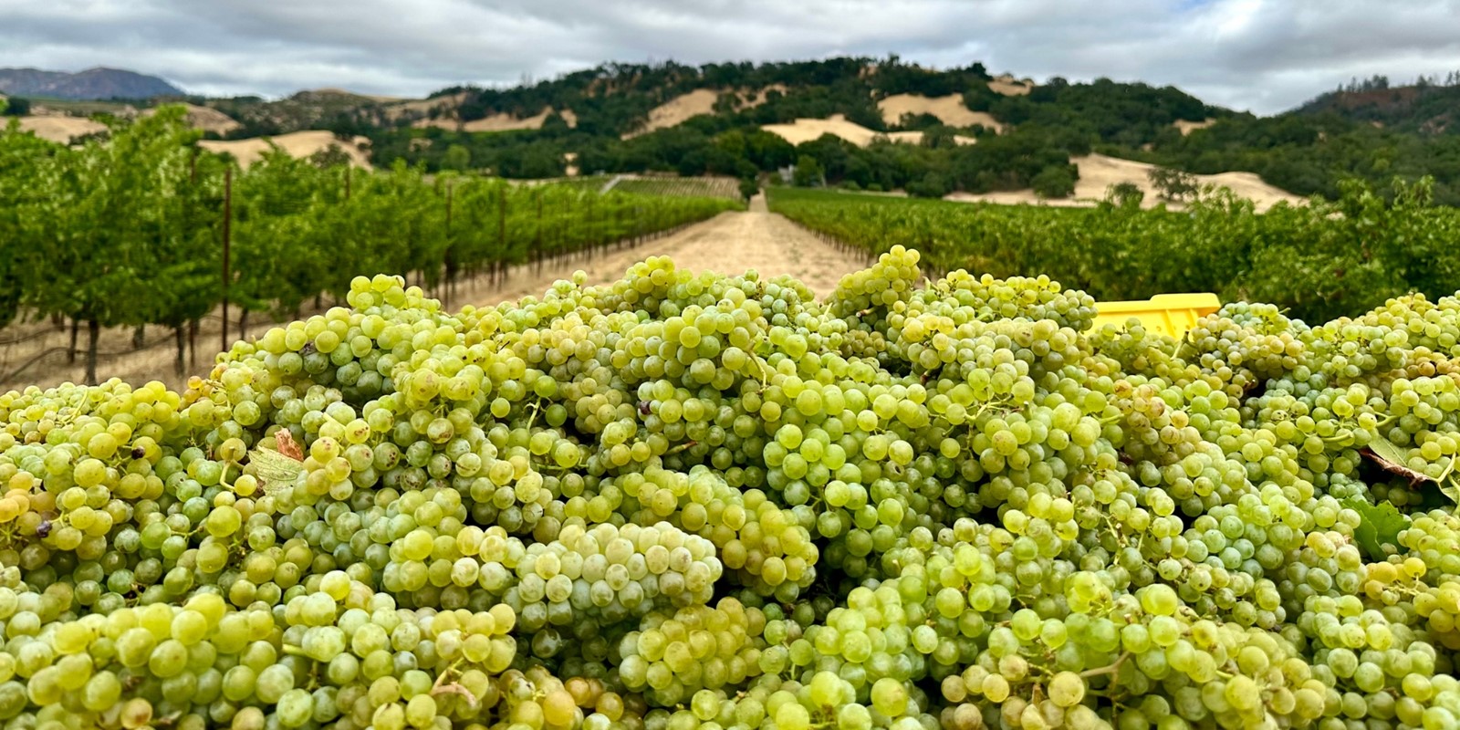 Chardonnay Grapes