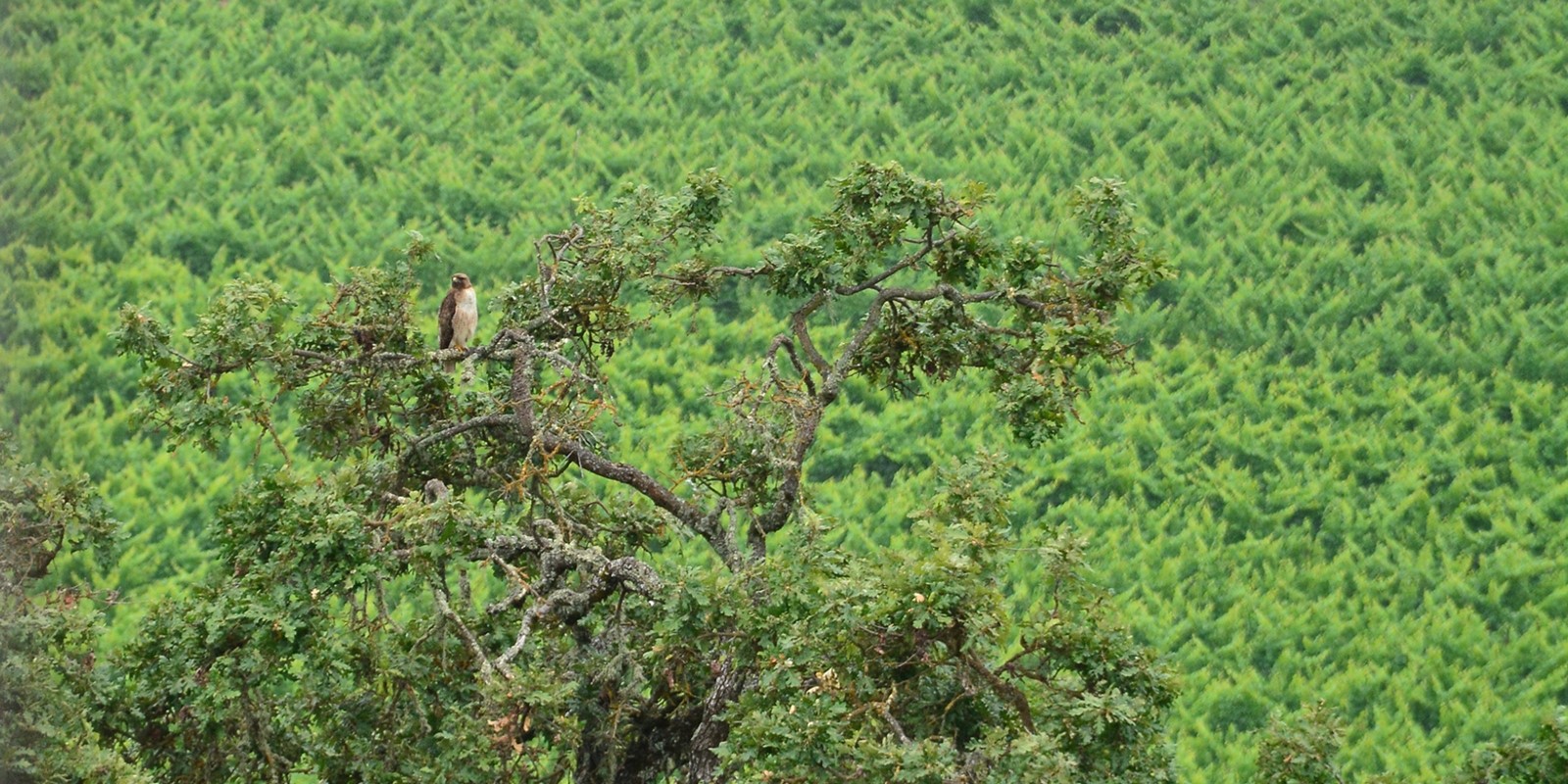 Hawk in Vineyard