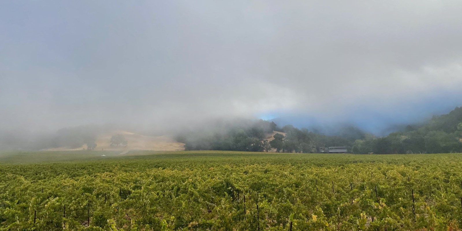 Hafner Vineyard Fog