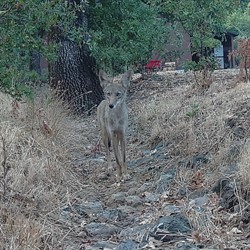 Coyote at Hafner Vineyard