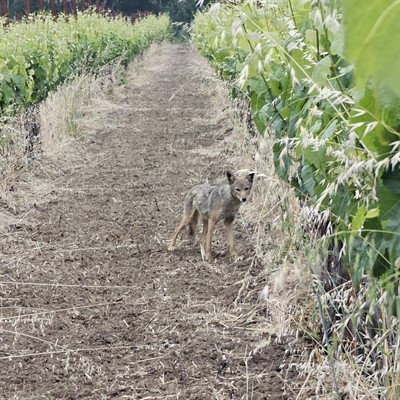 Coyote in Vineyard at Hafner