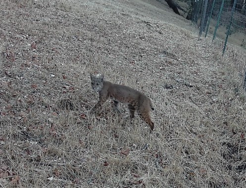 Bobcat at Hafner