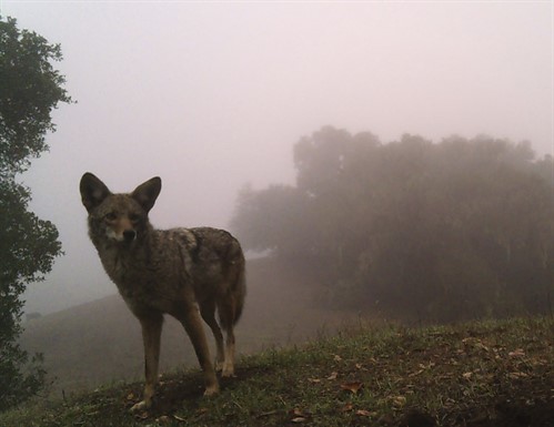 Coyote in Hills at Hafner