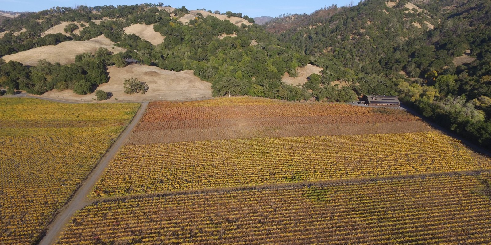 Hafner Vineyard November