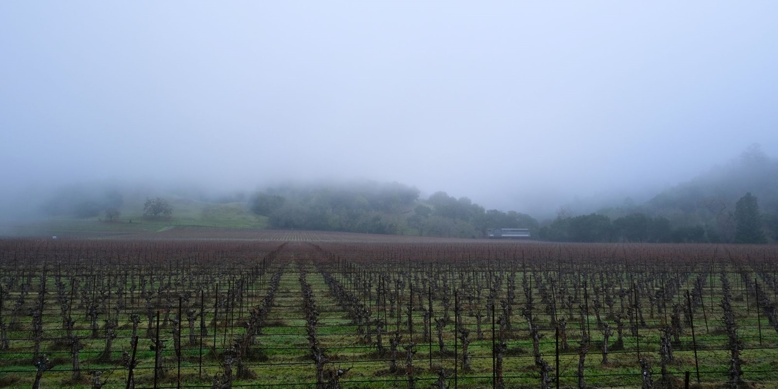 Hafner Vineyard Winery in January