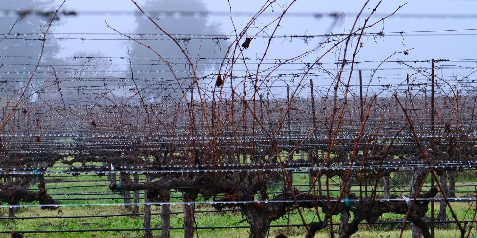 Rain in Vineyard