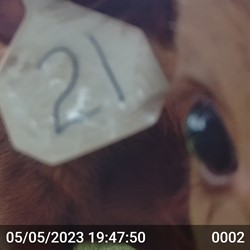 Close Up Cow