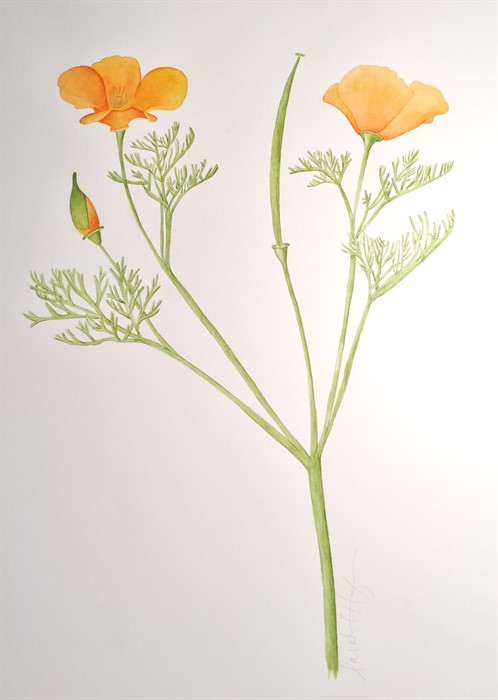 Botanical Watercolors - Hafner Vineyard
